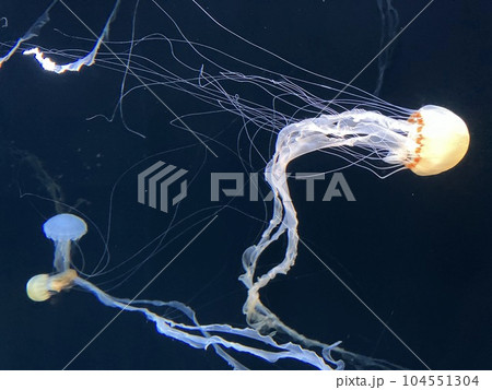 水族館にいたキレイなクラゲ 水族館にいたキレイなクラゲ 104551304