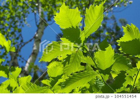 新緑のミズナラの葉 104551454