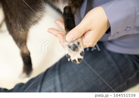 肉球のマッサージをされる黒柴の黒丸 104551539