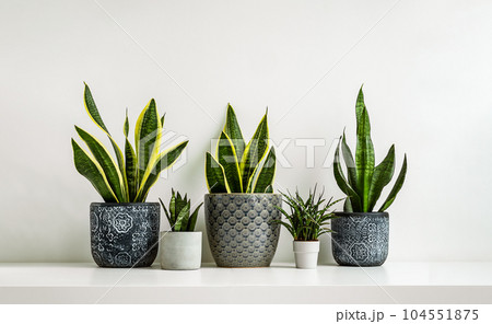 Sansevieria or snake plants in different ceramic flowerpots on the light background, connecting with nature and indoor garden concept 104551875