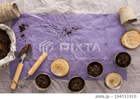 Planting seedlings of tomato 104551910