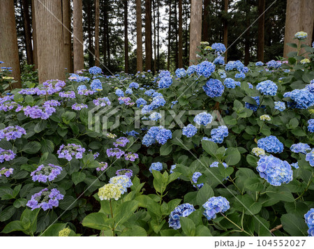 森林の中で咲く 手まり咲きの青いアジサイと八重の装飾花を持つ額咲きの紫色のアジサイ 森林の中で咲く 手まり咲きの青いアジサイと八重の装飾花を持つ額咲きの紫色のアジサイ 104552027