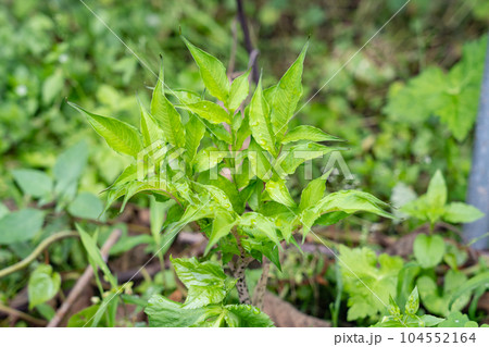 こんにゃく芋の若葉 こんにゃく芋の若葉 104552164
