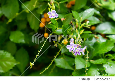 Lilac-Flowered Golden Dewdrop tropical green shrub Lilac-Flowered Golden Dewdrop tropical green shrub 104552471