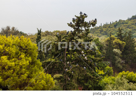 Group of pigeons on big green pine tree branches Group of pigeons on big green pine tree branches 104552511