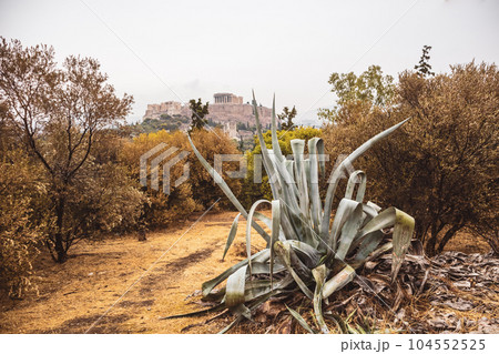 Acropolis and aloe, cloudy Athens landmark, Greece Acropolis and aloe, cloudy Athens landmark, Greece 104552525
