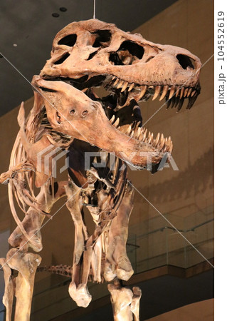 かっこいい恐竜や絶滅動物の骨格標本や化石の展示、北九州、福岡県、いのちのたび博物館 104552619