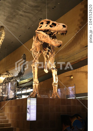 かっこいい恐竜や絶滅動物の骨格標本や化石の展示、北九州、福岡県、いのちのたび博物館 104552620