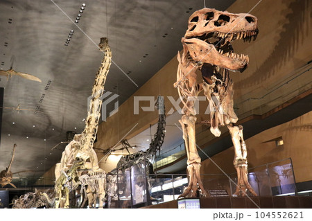 かっこいい恐竜や絶滅動物の骨格標本や化石の展示、北九州、福岡県、いのちのたび博物館 かっこいい恐竜や絶滅動物の骨格標本や化石の展示、北九州、福岡県、いのちのたび博物館 104552621