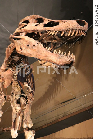 かっこいい恐竜や絶滅動物の骨格標本や化石の展示、北九州、福岡県、いのちのたび博物館 104552622