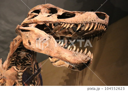 かっこいい恐竜や絶滅動物の骨格標本や化石の展示、北九州、福岡県、いのちのたび博物館 104552623