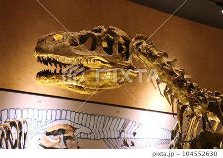 かっこいい恐竜や絶滅動物の骨格標本や化石の展示、北九州、福岡県、いのちのたび博物館 104552630