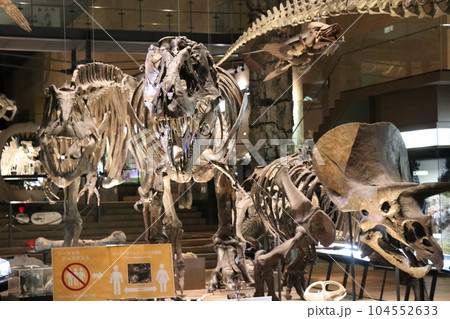 かっこいい恐竜や絶滅動物の骨格標本や化石の展示、北九州、福岡県、いのちのたび博物館 かっこいい恐竜や絶滅動物の骨格標本や化石の展示、北九州、福岡県、いのちのたび博物館 104552633