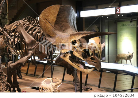 かっこいい恐竜や絶滅動物の骨格標本や化石の展示、北九州、福岡県、いのちのたび博物館 104552634