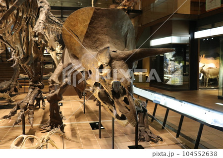 かっこいい恐竜や絶滅動物の骨格標本や化石の展示、北九州、福岡県、いのちのたび博物館 104552638