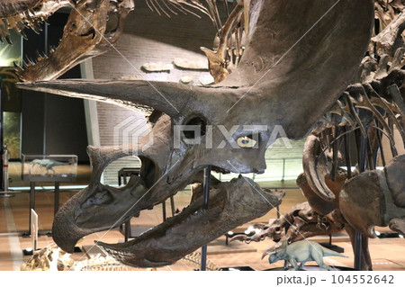 かっこいい恐竜や絶滅動物の骨格標本や化石の展示、北九州、福岡県、いのちのたび博物館 104552642