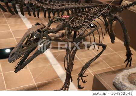 かっこいい恐竜や絶滅動物の骨格標本や化石の展示、北九州、福岡県、いのちのたび博物館 104552643
