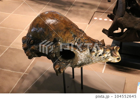 かっこいい恐竜や絶滅動物の骨格標本や化石の展示、北九州、福岡県、いのちのたび博物館 104552645