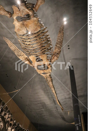 かっこいい恐竜や絶滅動物の骨格標本や化石の展示、北九州、福岡県、いのちのたび博物館 104552649