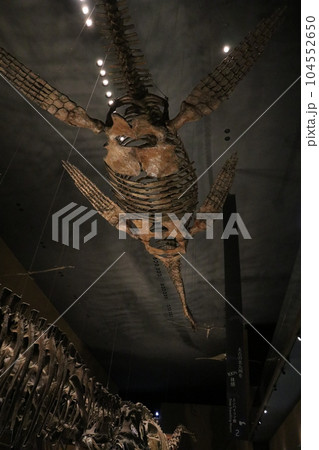 かっこいい恐竜や絶滅動物の骨格標本や化石の展示、北九州、福岡県、いのちのたび博物館 かっこいい恐竜や絶滅動物の骨格標本や化石の展示、北九州、福岡県、いのちのたび博物館 104552650