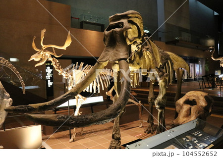 かっこいい恐竜や絶滅動物の骨格標本や化石の展示、北九州、福岡県、いのちのたび博物館 104552652
