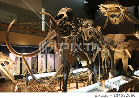 かっこいい恐竜や絶滅動物の骨格標本や化石の展示、北九州、福岡県、いのちのたび博物館 104552660