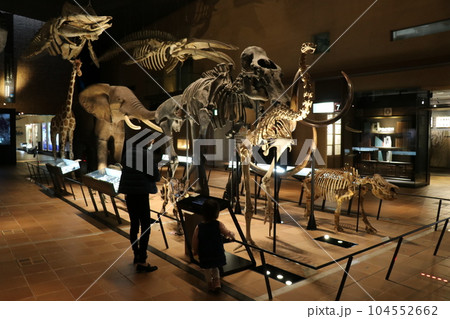 かっこいい恐竜や絶滅動物の骨格標本や化石の展示、北九州、福岡県、いのちのたび博物館 104552662
