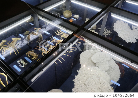 かっこいい恐竜や絶滅動物の骨格標本や化石の展示、北九州、福岡県、いのちのたび博物館 104552664