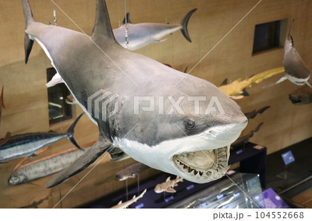 かっこいい恐竜や絶滅動物の骨格標本や化石の展示、北九州、福岡県、いのちのたび博物館 104552668