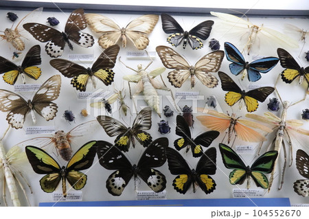 かっこいい恐竜や絶滅動物の骨格標本や化石の展示、北九州、福岡県、いのちのたび博物館 104552670