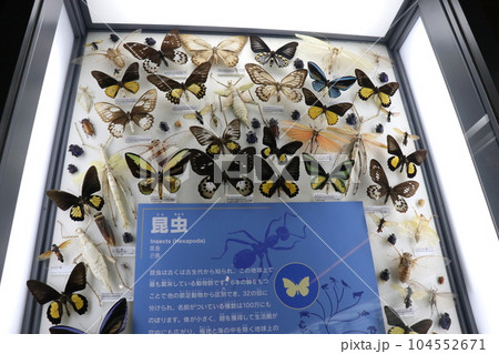 かっこいい恐竜や絶滅動物の骨格標本や化石の展示、北九州、福岡県、いのちのたび博物館 104552671