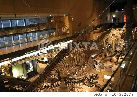 かっこいい恐竜や絶滅動物の骨格標本や化石の展示、北九州、福岡県、いのちのたび博物館 104552675