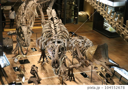 かっこいい恐竜や絶滅動物の骨格標本や化石の展示、北九州、福岡県、いのちのたび博物館 かっこいい恐竜や絶滅動物の骨格標本や化石の展示、北九州、福岡県、いのちのたび博物館 104552678