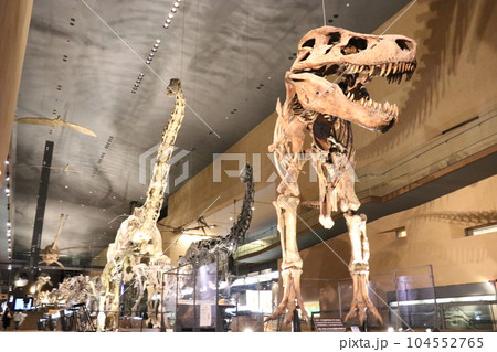 かっこいい恐竜や絶滅動物の骨格標本や化石の展示、北九州、福岡県、いのちのたび博物館 かっこいい恐竜や絶滅動物の骨格標本や化石の展示、北九州、福岡県、いのちのたび博物館 104552765