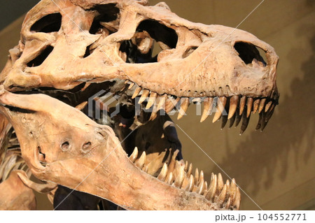 かっこいい恐竜や絶滅動物の骨格標本や化石の展示、北九州、福岡県、いのちのたび博物館 104552771