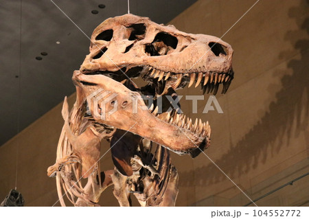 かっこいい恐竜や絶滅動物の骨格標本や化石の展示、北九州、福岡県、いのちのたび博物館 かっこいい恐竜や絶滅動物の骨格標本や化石の展示、北九州、福岡県、いのちのたび博物館 104552772