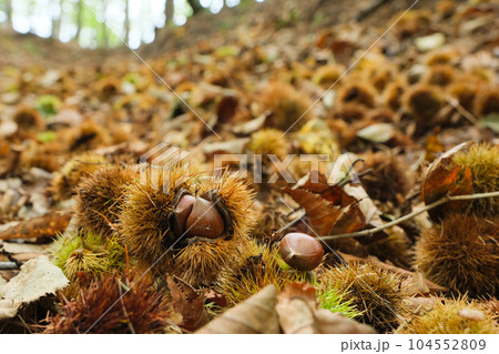 冬枯れの野。たくさんの栗。 冬枯れの野。たくさんの栗。 104552809