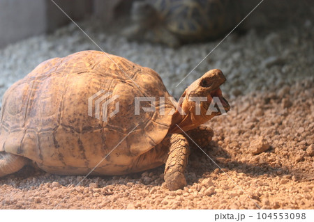安佐動物公園、広島、親子 安佐動物公園、広島、親子 104553098
