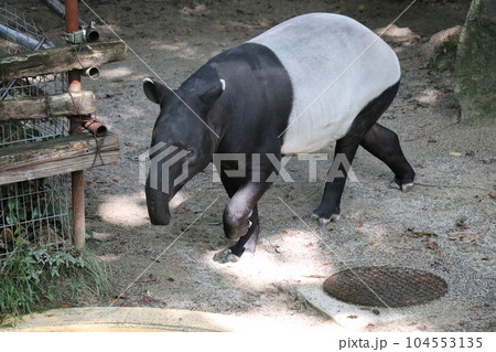 安佐動物公園、広島、親子 104553135