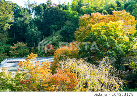 秋の晴れた日の伊豆修善寺の風景4　静岡県伊豆市 104553179