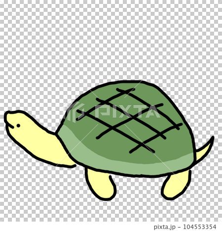 turtle  104553354