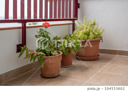 Blooming geraniums on balcony. Red flowers in flowerpots Blooming geraniums on balcony. Red flowers in flowerpots 104553602