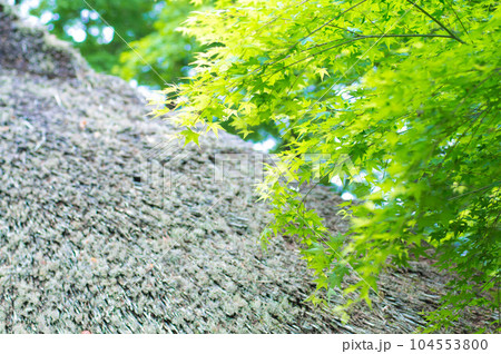 京都 初夏の風に吹かれる金福寺の茅葺き屋根と鮮やかなもみじ 104553800