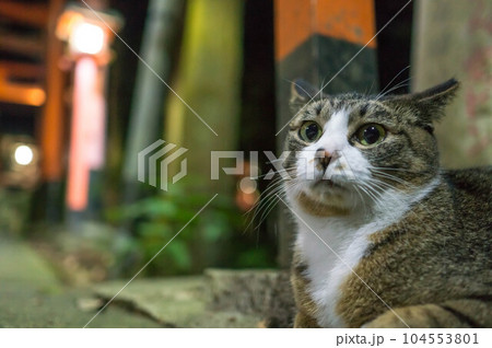 京都 夜の伏見稲荷大社でまどろむ可愛らしい野良猫 京都 夜の伏見稲荷大社でまどろむ可愛らしい野良猫 104553801