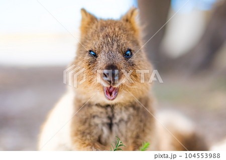 幸せな動物クオッカがあなたの顔にウインクして微笑んでいる（西オーストラリア州ロットネスト島） 104553988