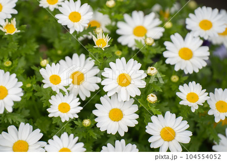 春の花壇で咲くヒナギクの花 春の花壇で咲くヒナギクの花 104554052