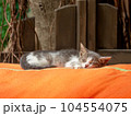 A small, gray and white kitten sleeping on an orange blanket outdoors 104554075