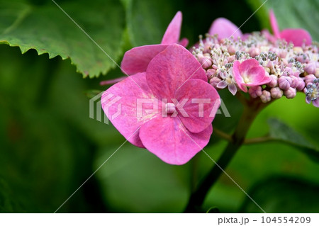 アジサイの花 104554209