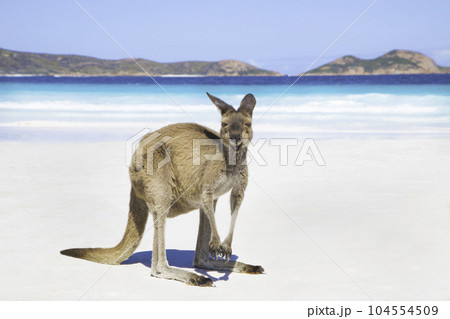 西オーストラリア州エスペランスの美しいラッキーベイビーチのカンガルー 104554509