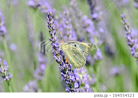 モンキチョウ 104554523